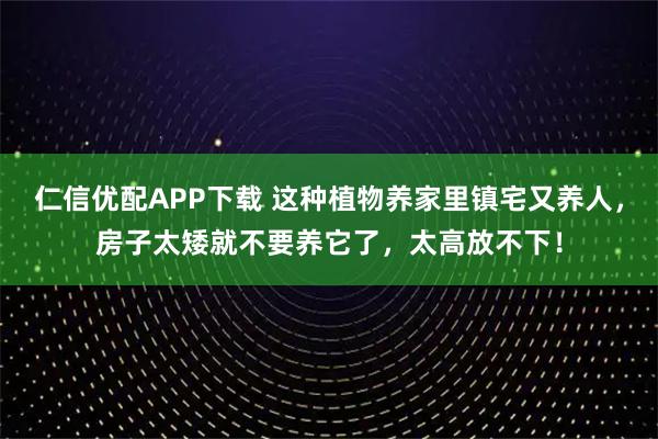 仁信优配APP下载 这种植物养家里镇宅又养人，房子太矮就不要养它了，太高放不下！